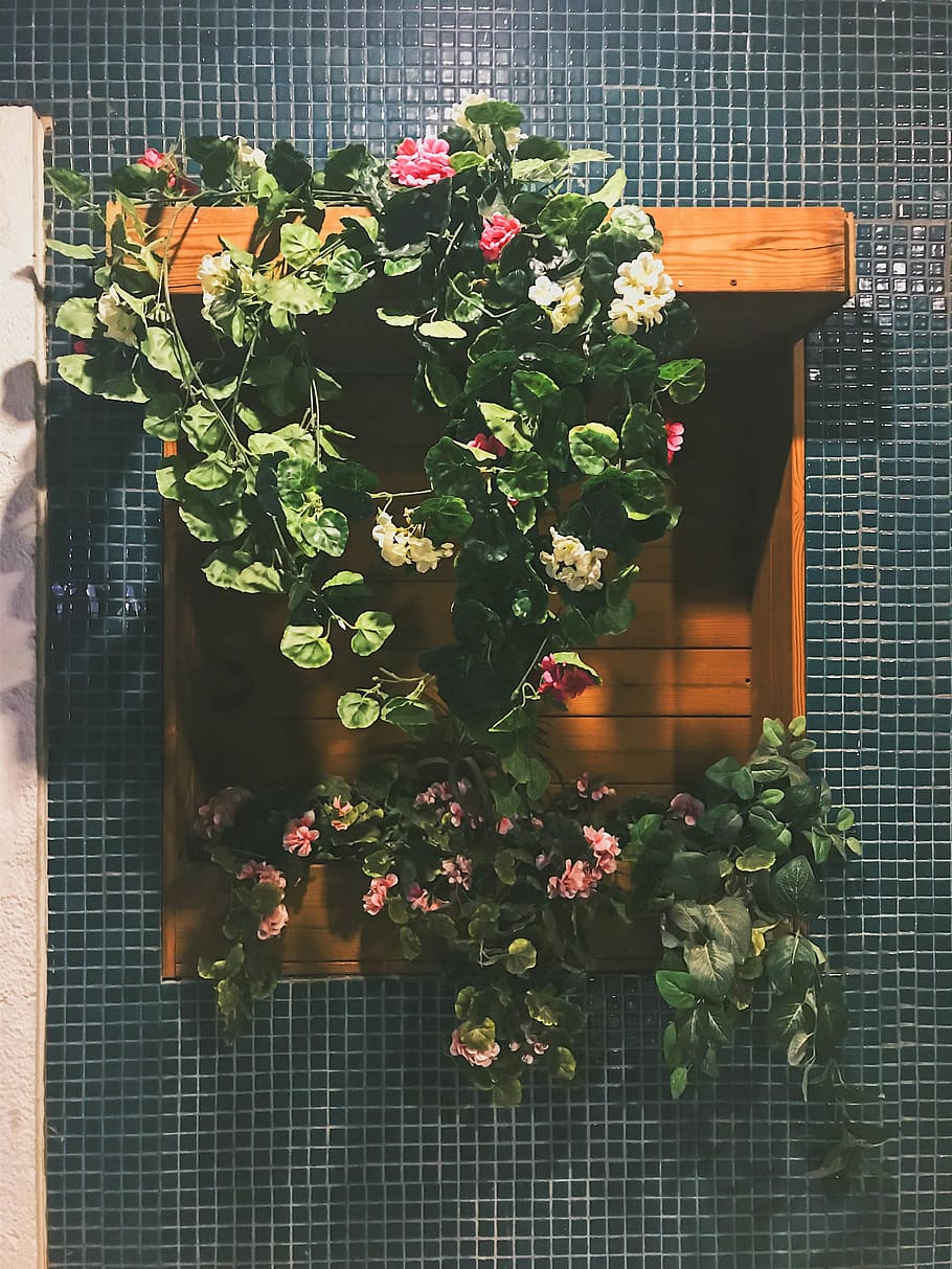 flowers, green, wall, wood, plant, flowering plant, growth HD wallpaper