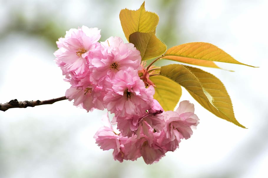 bloom, summer, cherry, nature, wood, branch, petals, color HD wallpaper