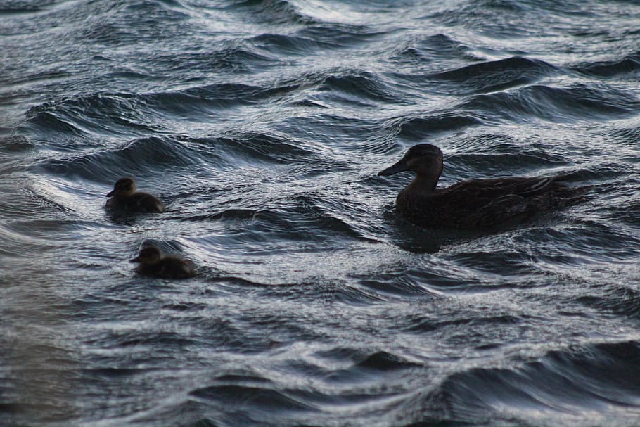 lake, ducks, animals, waterfront, swimming, animal themes, animal wildlife HD wallpaper
