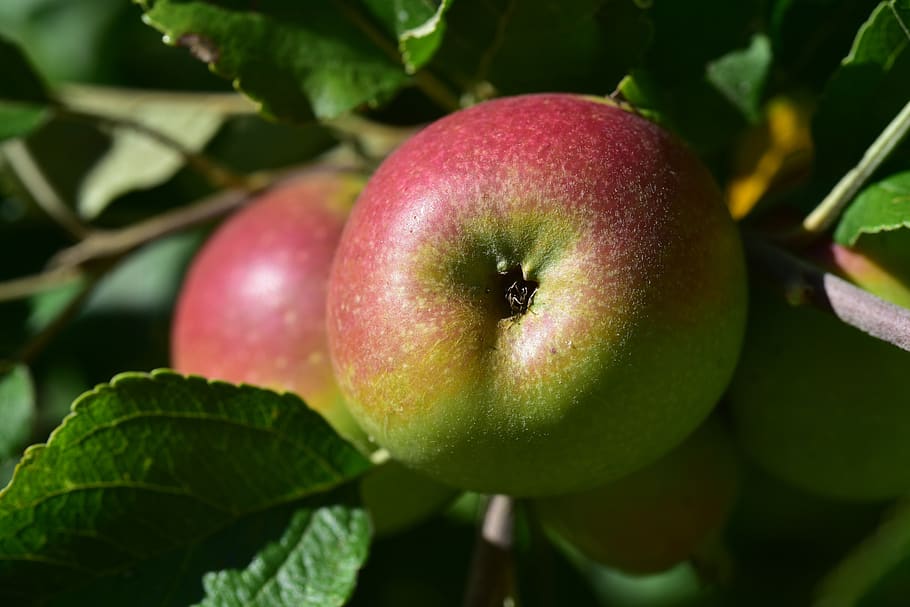 apple tree, branch, leaves, nature, healthy, vegetation, fruit HD wallpaper
