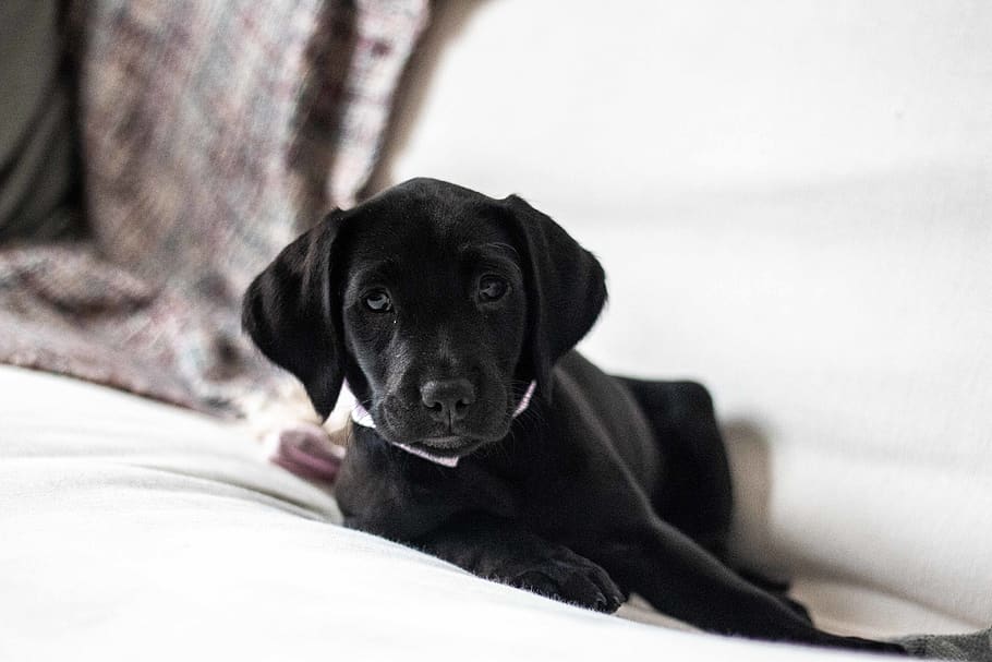 black do, labrador retriever, pet, canine, animal, dog, mammal HD wallpaper