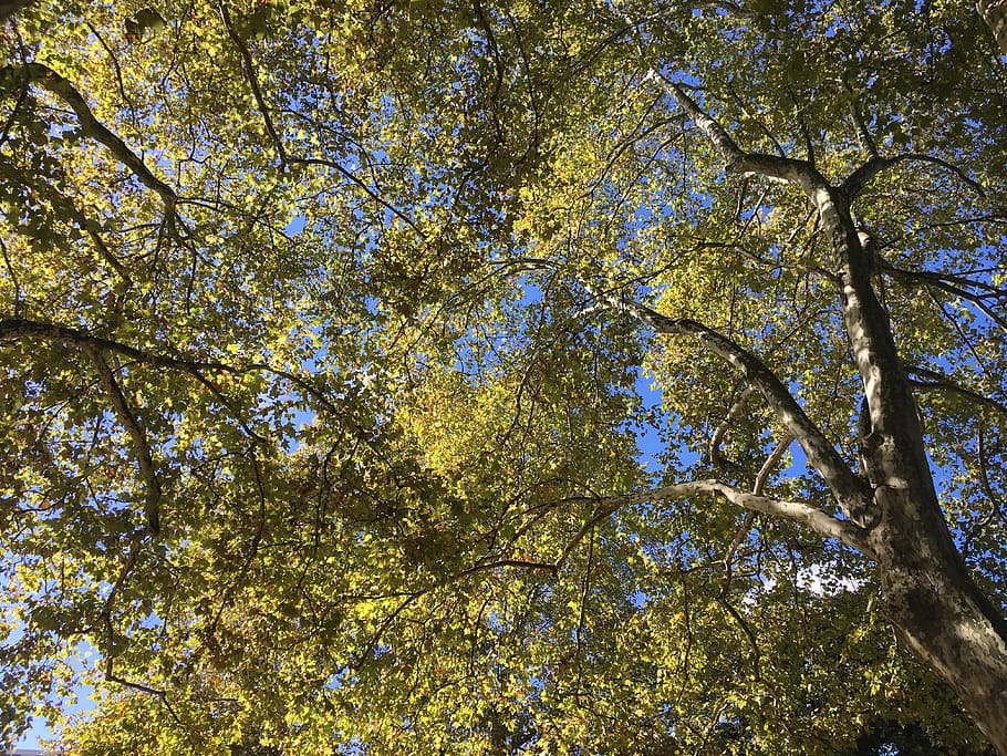 tree, plant, tree trunk, mulhouse, france, light, sunlight HD wallpaper