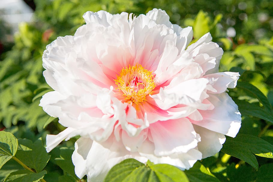 peony, summer, spring, flowers, garden, nature, plant, pink peony HD wallpaper