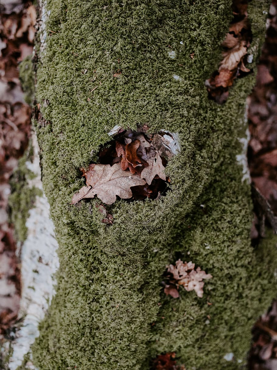 dried leaves on moss, plant, leaf, tree, maple leaf, fungus, algae HD wallpaper