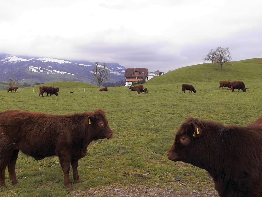 switzerland, cows, alpine, meadow, agriculture, mammal, group of animals HD wallpaper