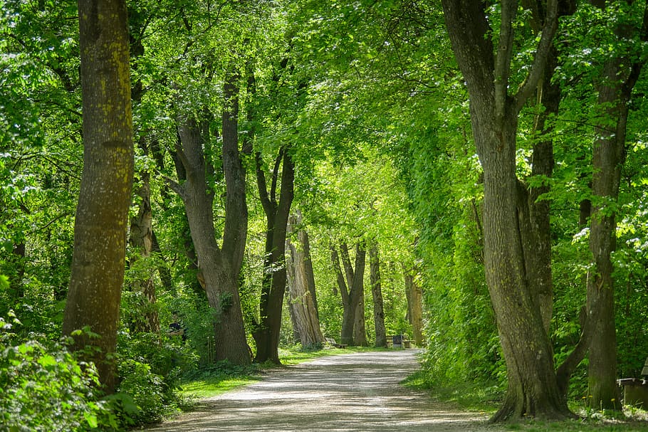 forest, park, away, trail, hiking, nature, landscape, green HD wallpaper