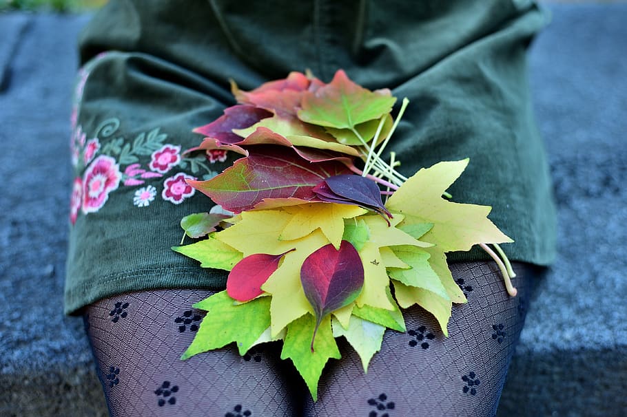 yellow leaves, leaf, yellow leaf, red leaf, autumn, season HD wallpaper