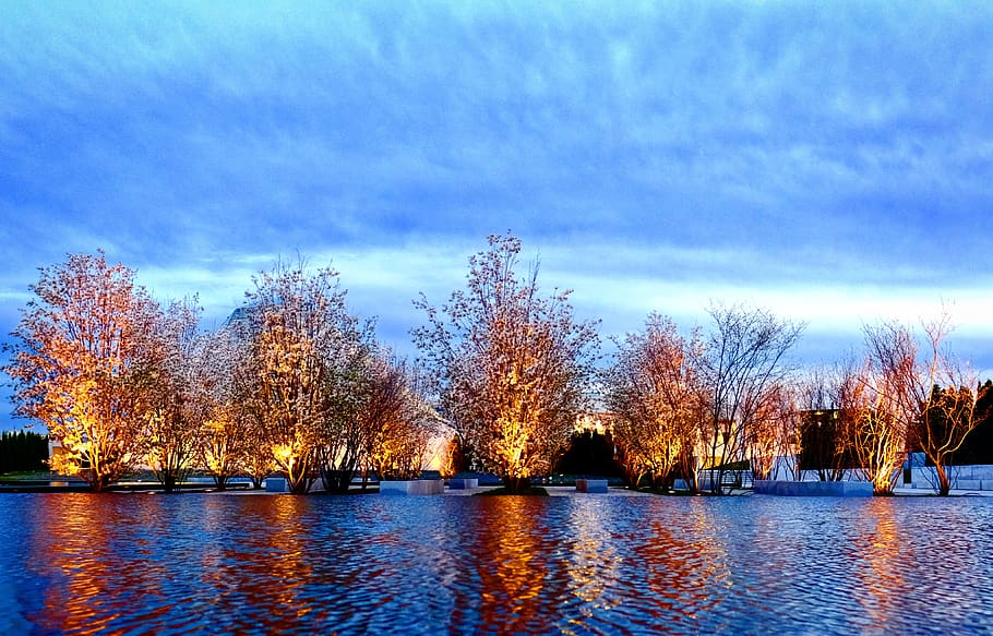 canada, toronto, tree, water, plant, sky, beauty in nature HD wallpaper