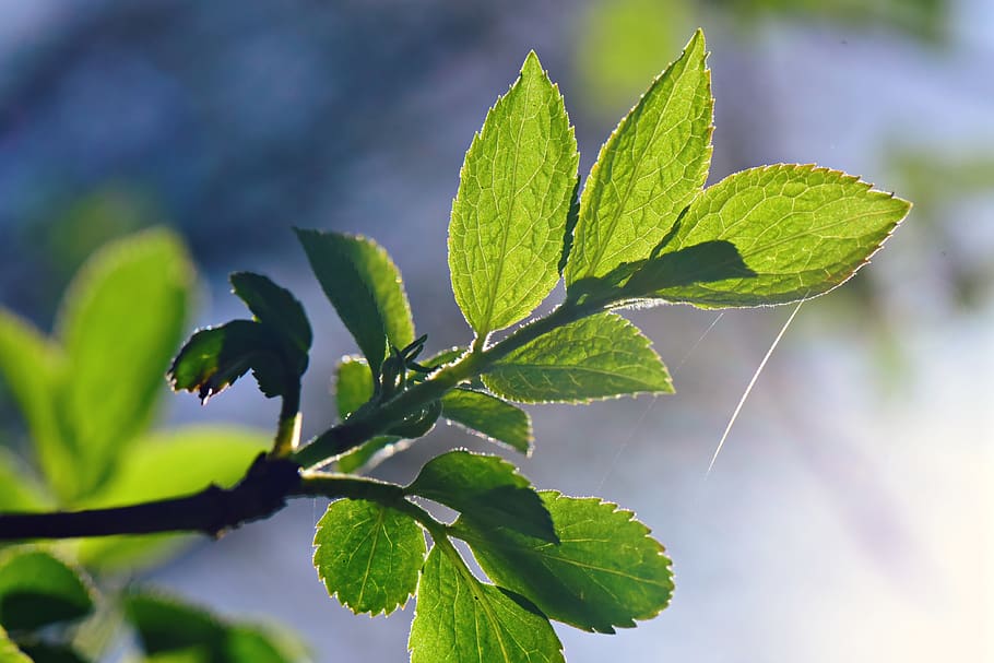 leaf, foliage, twig, vein, pattern, green, young green, spring green HD wallpaper