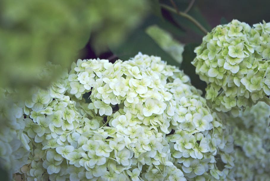 flowers, summer, wedding, white, green, plant, close-up, beauty in nature HD wallpaper