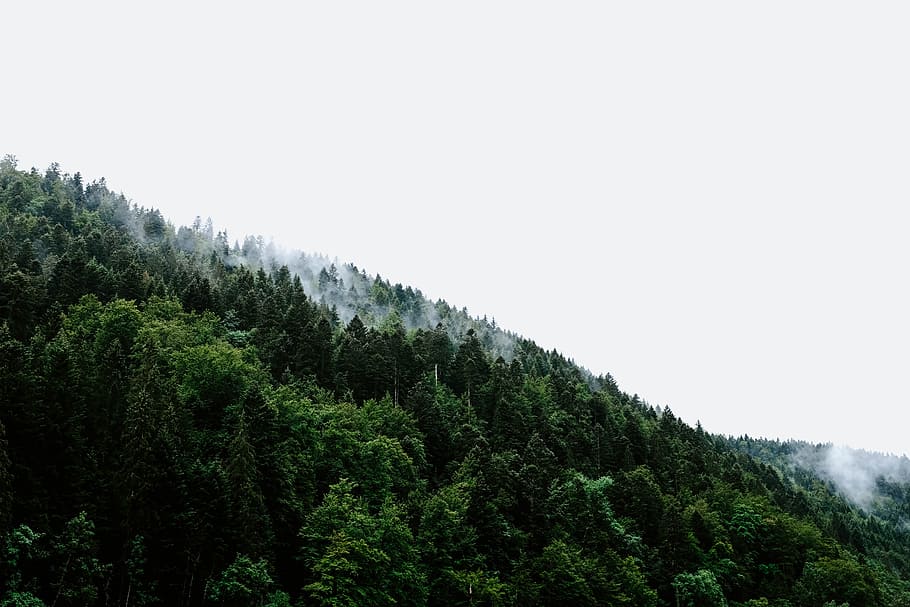 low angle view of green trees, forest, minimal, minimal landscape