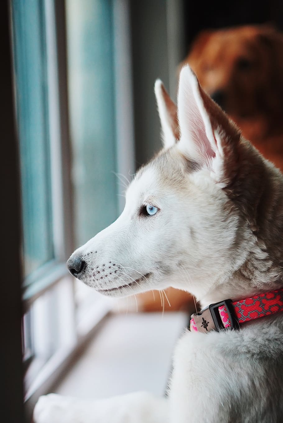 dog standing by the window, domestic, pets, domestic animals HD wallpaper