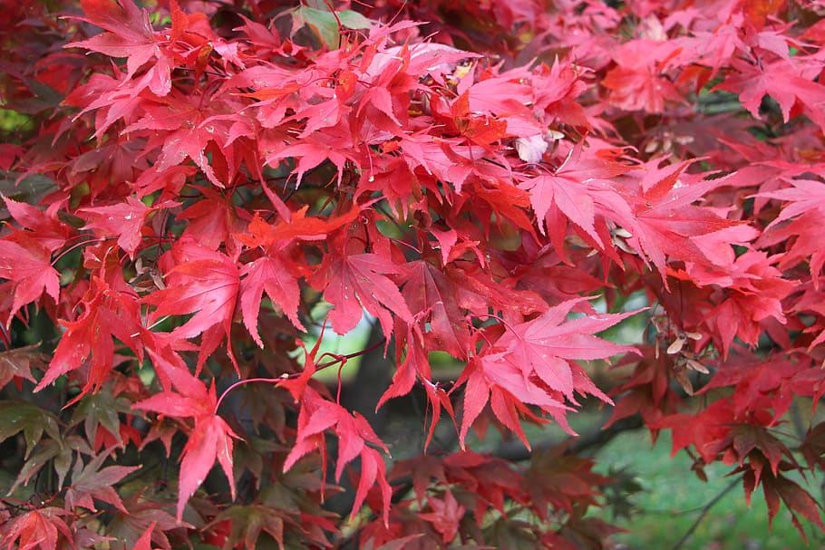 leaves, autumn, red, tree, garden, nature, woods, plant part HD wallpaper
