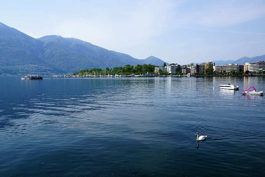 locarno, film, festival, lake, lago maggiore, water, swan, bird, HD wallpaper