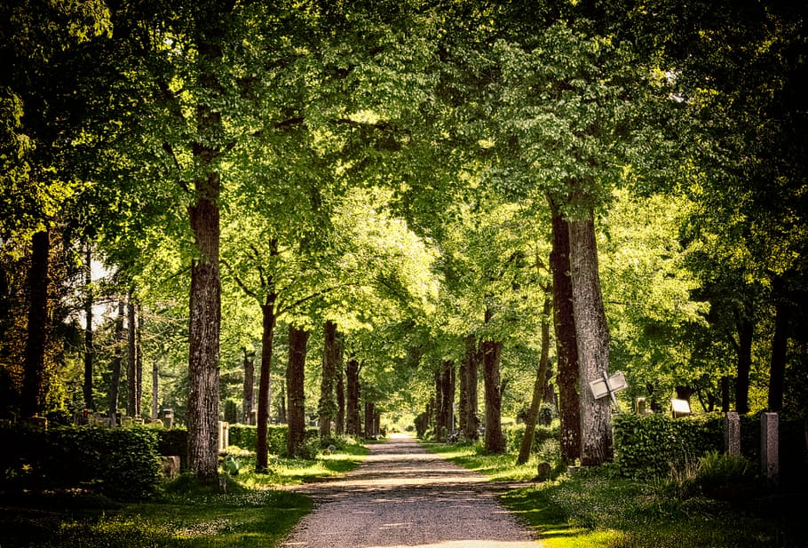 away, forest, trees, cemetery, nature, forest path, avenue HD wallpaper