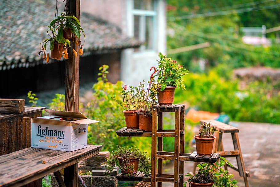 plants on rack, pot, potted plant, jar, vase, flora, pottery, HD wallpaper