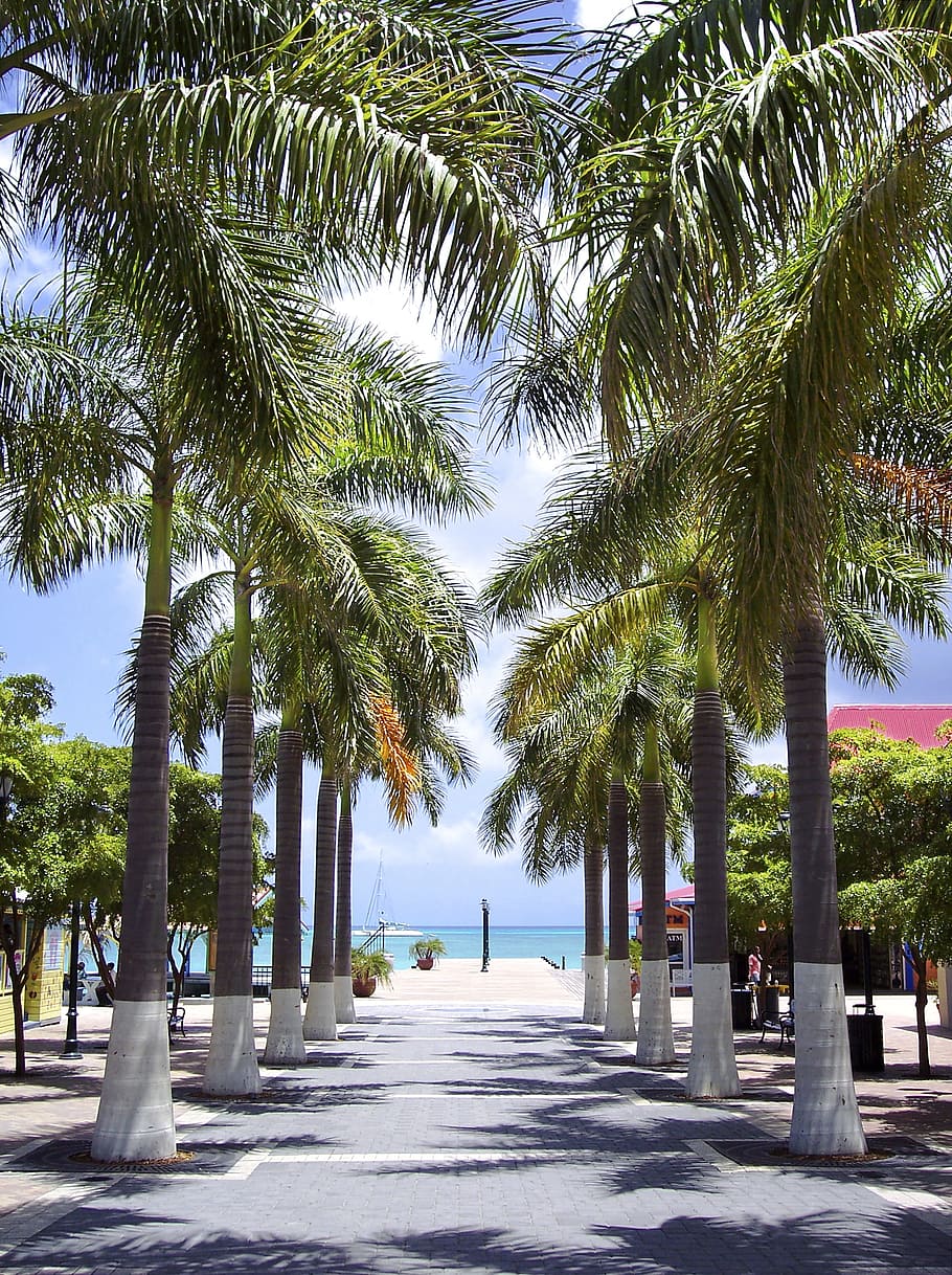 Palm Trees, beach, carribean, island, outdoors, paradise, pathway, HD wallpaper