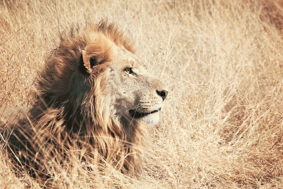 brown lion facing sideways, animal themes, one animal, mammal HD wallpaper