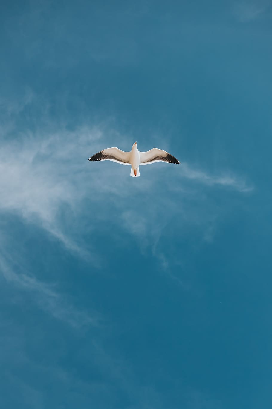 white bird, animals in the wild, animal wildlife, animal themes HD wallpaper
