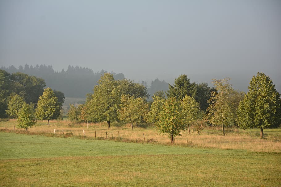 deutschland, siegen, fog, fall, autumn, trees, mornings, hessen, HD wallpaper