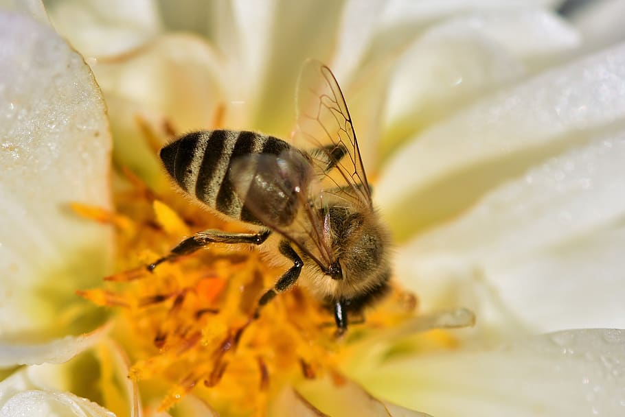 Lily honeybee