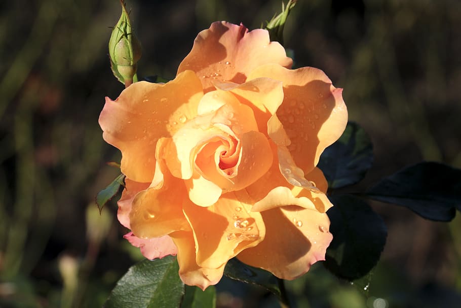 rose, dew, drip, nature, plant, raindrop, close up, beauty HD wallpaper