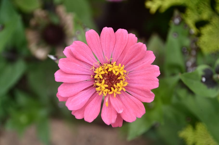 flower, flowering plant, petal, flower head, fragility, vulnerability HD wallpaper
