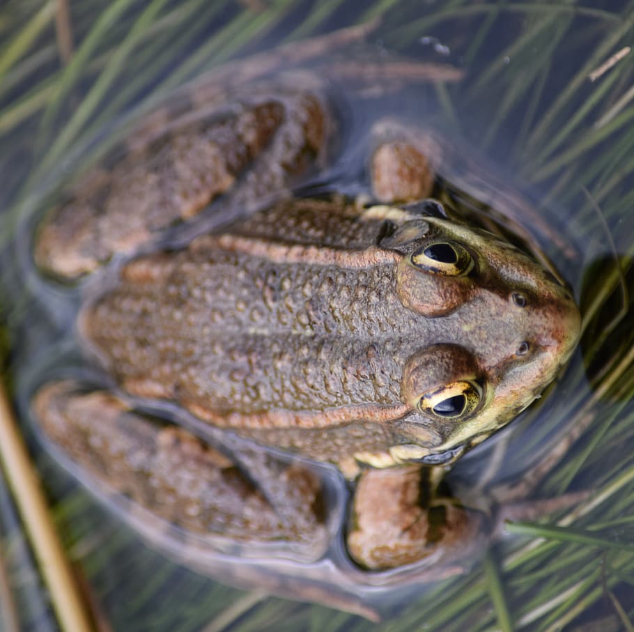 frog, amphibian, animal, animals in the wild, vertebrate, animal themes HD wallpaper