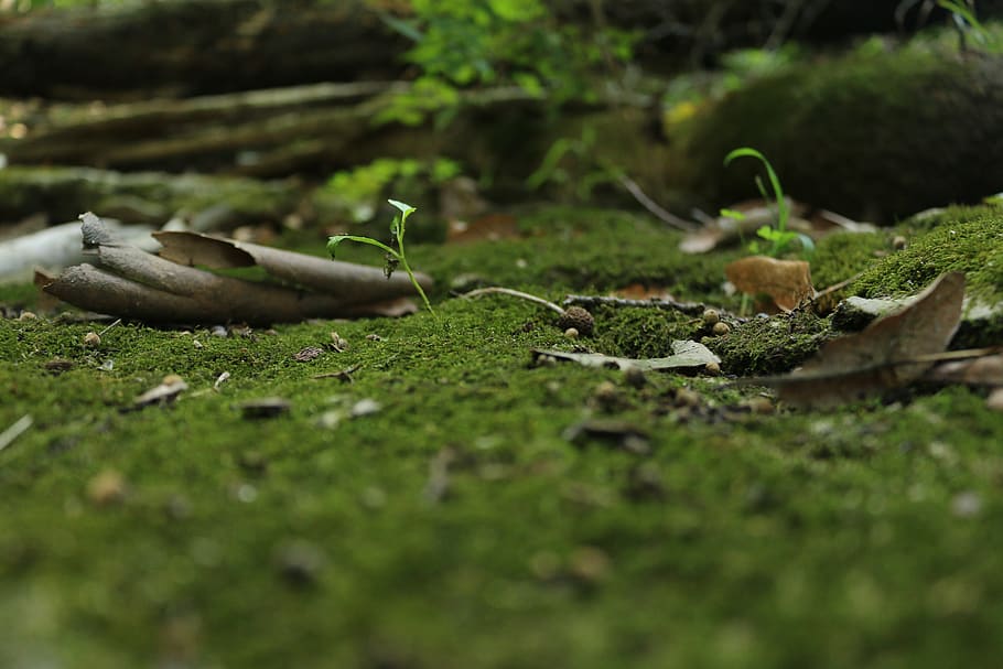 grass, moss, nature, green, woods, micro, selective focus, plant HD wallpaper