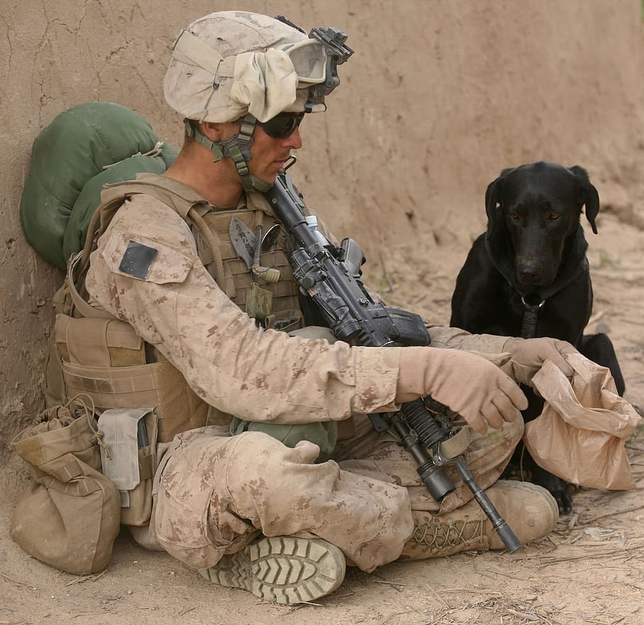 dog, pet, military, duty, army, soldier, human, activity, base, HD wallpaper