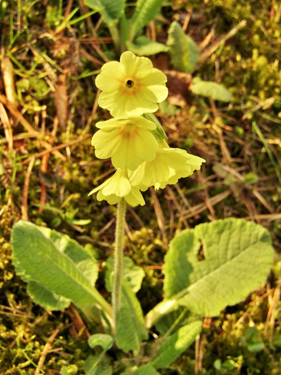 cowslip, yellow, nature, spring, close up, flowers, primula HD wallpaper