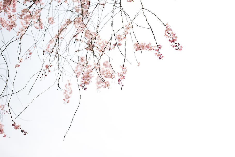 japan, shinjuku-ku, shinjuku gyoen national garden, minimal, HD wallpaper