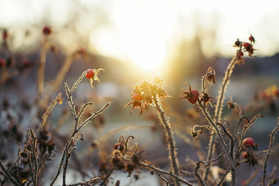 bloom, blooming, blossom, blurred background, bright, close-up HD wallpaper