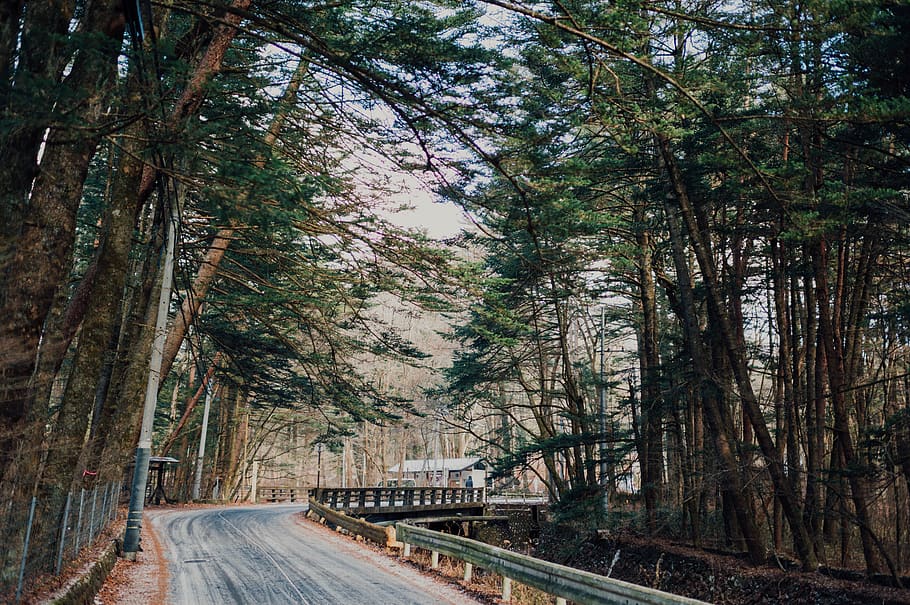 empty road between trees, plant, transportation, railway, train track HD wallpaper