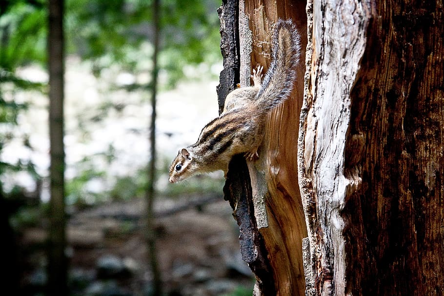 animal, squirrel, wood, tree, cute, alan, nature, animal wildlife HD wallpaper