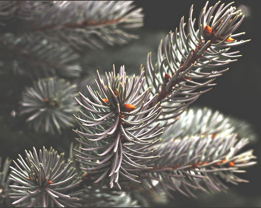 pine cones, wet, raindrops, tree, white, winter, plant, close-up HD wallpaper