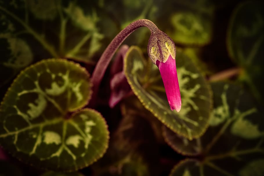 violet, flower, blossom, bloom, nature, plant, violet plant HD wallpaper