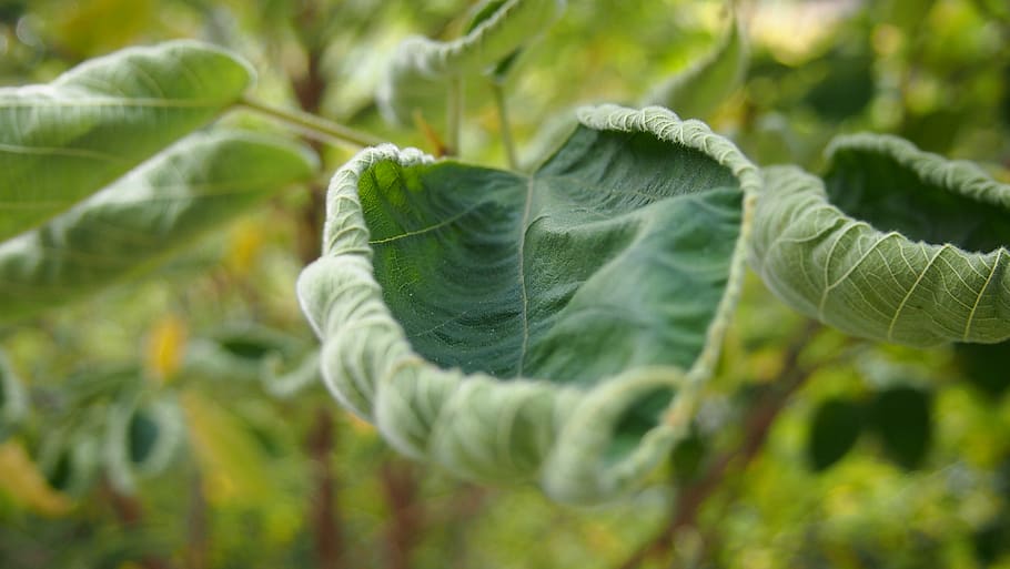 leaf, plant part, green color, growth, nature, agriculture HD wallpaper
