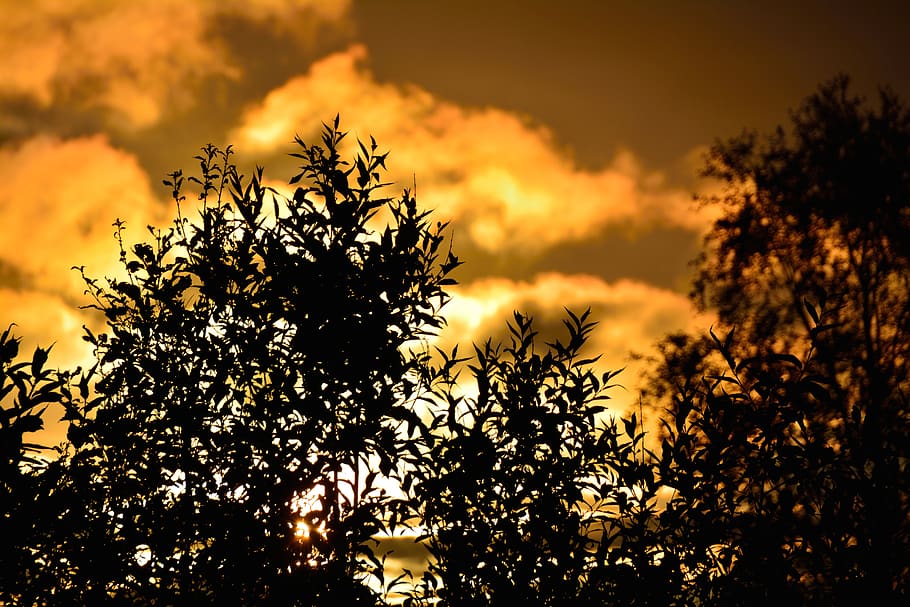 Silhouette Photography of Plant, clouds, dawn, dust, orange, sky HD wallpaper