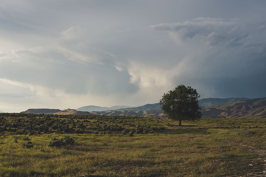 Green Tree Under Cloudy Daytime, clouds, cropland, daylight, field HD wallpaper