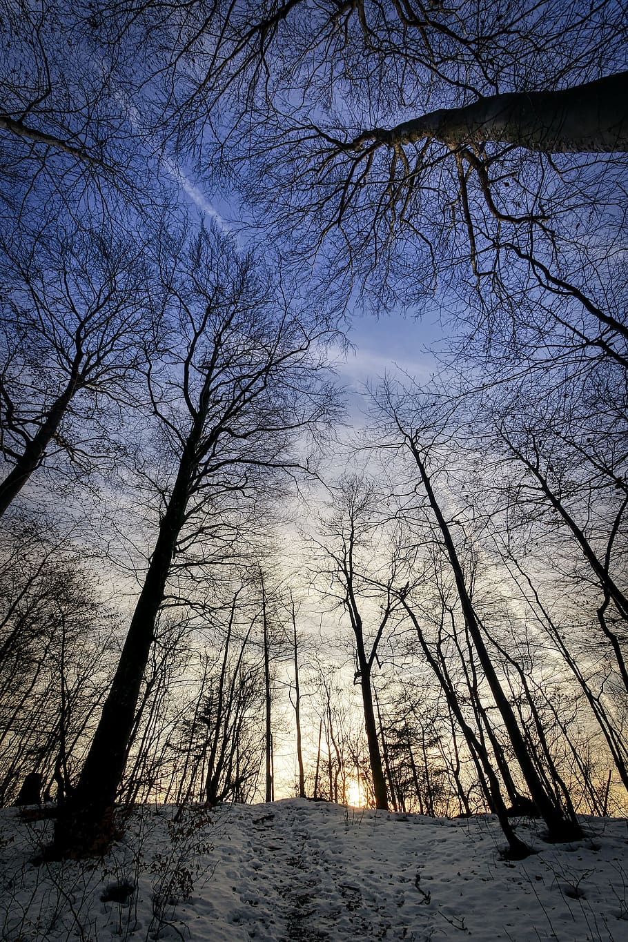 winter, tree, forest, landscape, snow, nature, frosty, abendstimmung HD wallpaper