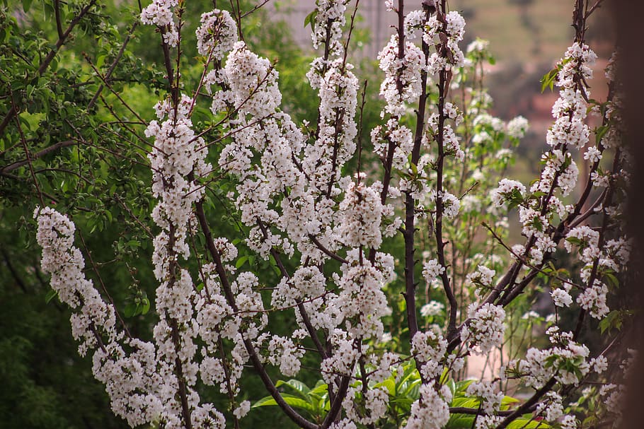 White Petaled Flowers, bloom, blooming, blossom, branches, bright HD wallpaper