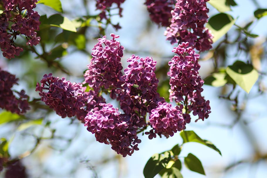 flower, lilac, s, spring, garden, blossom, fragrant, bloom HD wallpaper