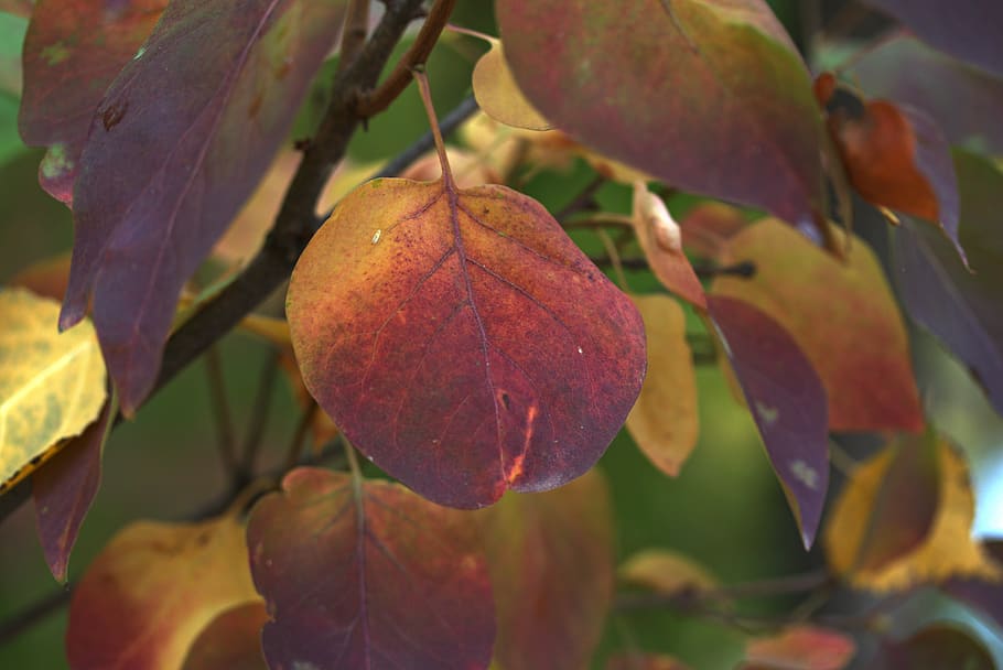 leaves, yellow, red, casey, tree, autumn, nature, leaf, plant part HD wallpaper