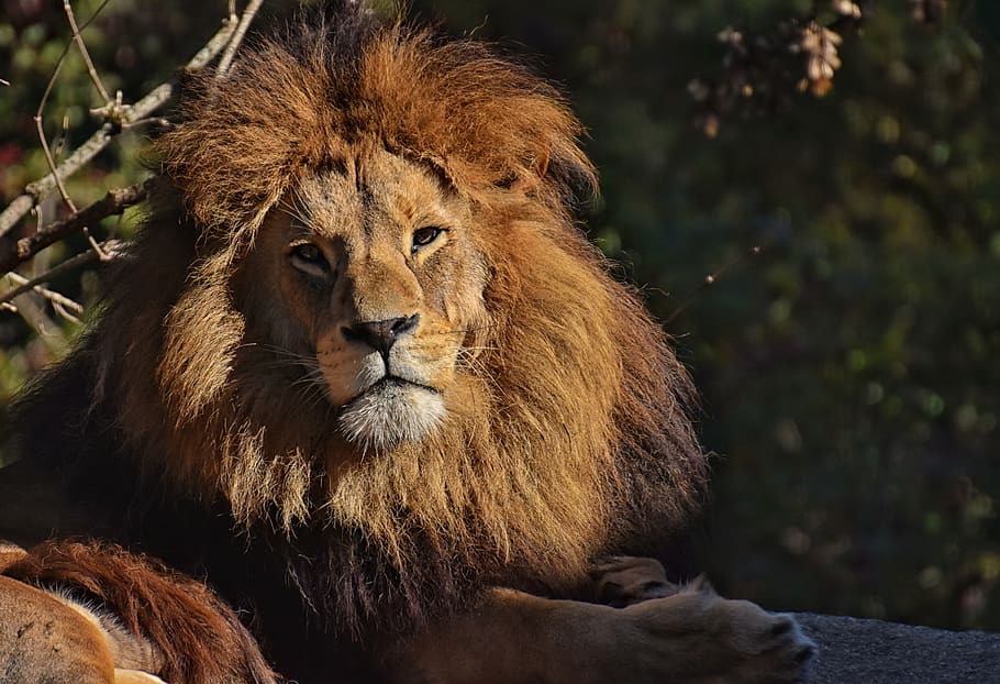 lion, predator, dangerous, mane, big cat, male, zoo, wild animal HD wallpaper