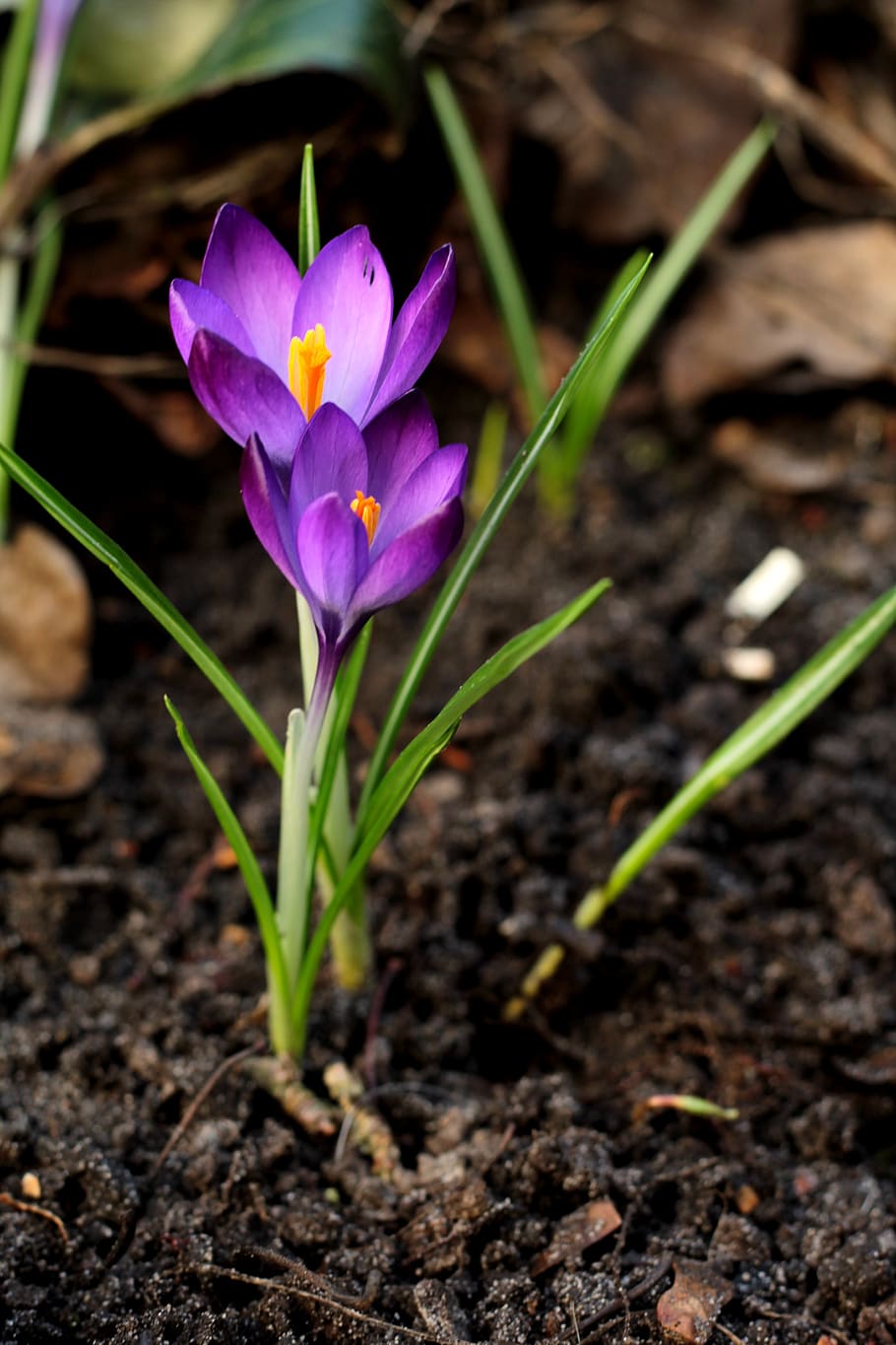 crocus, purple, spring, flower, garden, outdoor, blossom, colorful HD wallpaper