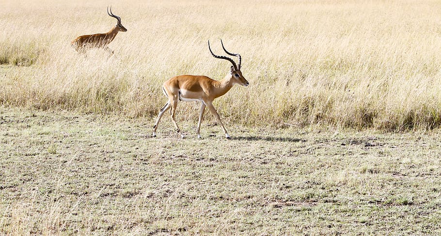 two deers on grass field, mammal, animal, wildlife, antelope HD wallpaper