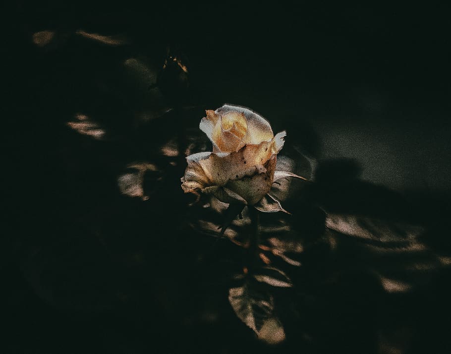 White Flower, bloom, blossom, flora, petals, plant, rose, flowering plant HD wallpaper