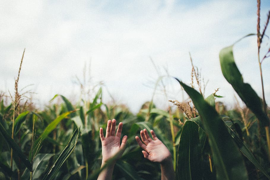 hand, palm, corn, field, farm, green, plants, crops, human body part HD wallpaper