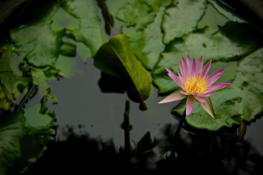 pink lotus flower on calm body of water, pond, green, bokeh, blur, HD wallpaper